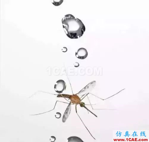 為什么蚊子永遠(yuǎn)不會(huì)被雨砸死？千萬別被孩子問住了！fluent分析案例圖片4